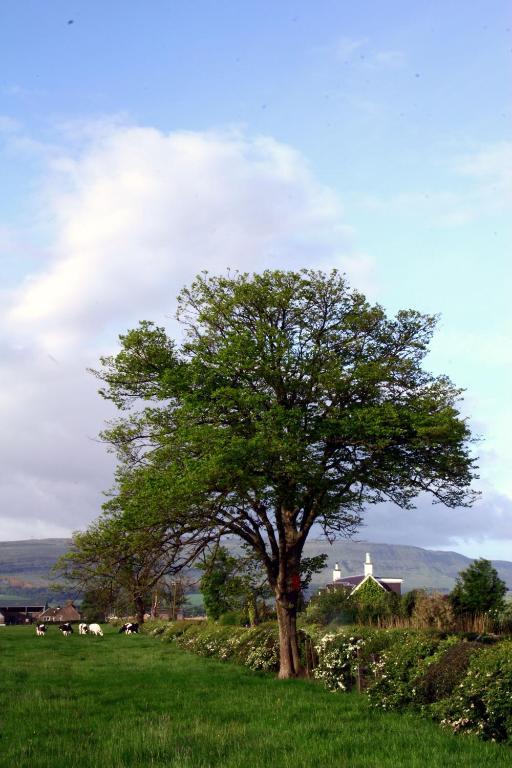 Hillview Cottage Stirling Zimmer foto